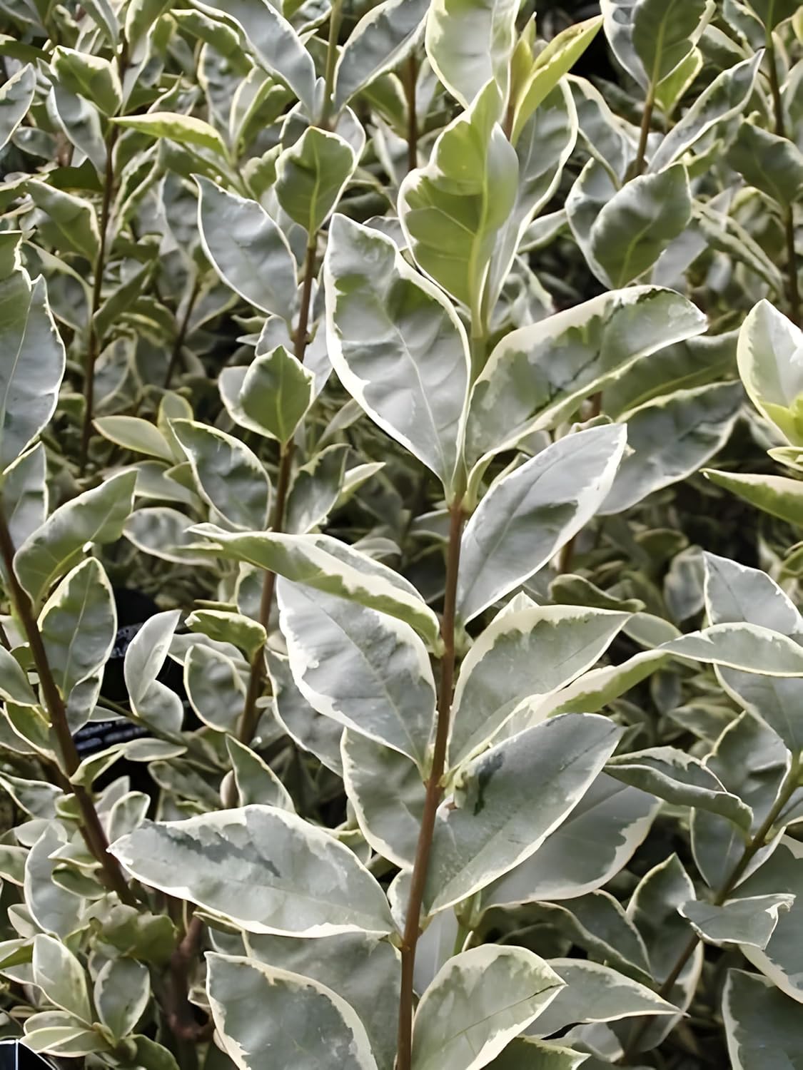 Ligustrum ovalifolium 'Argenteum' / Weißbunter Liguster - Stauden Gaenge