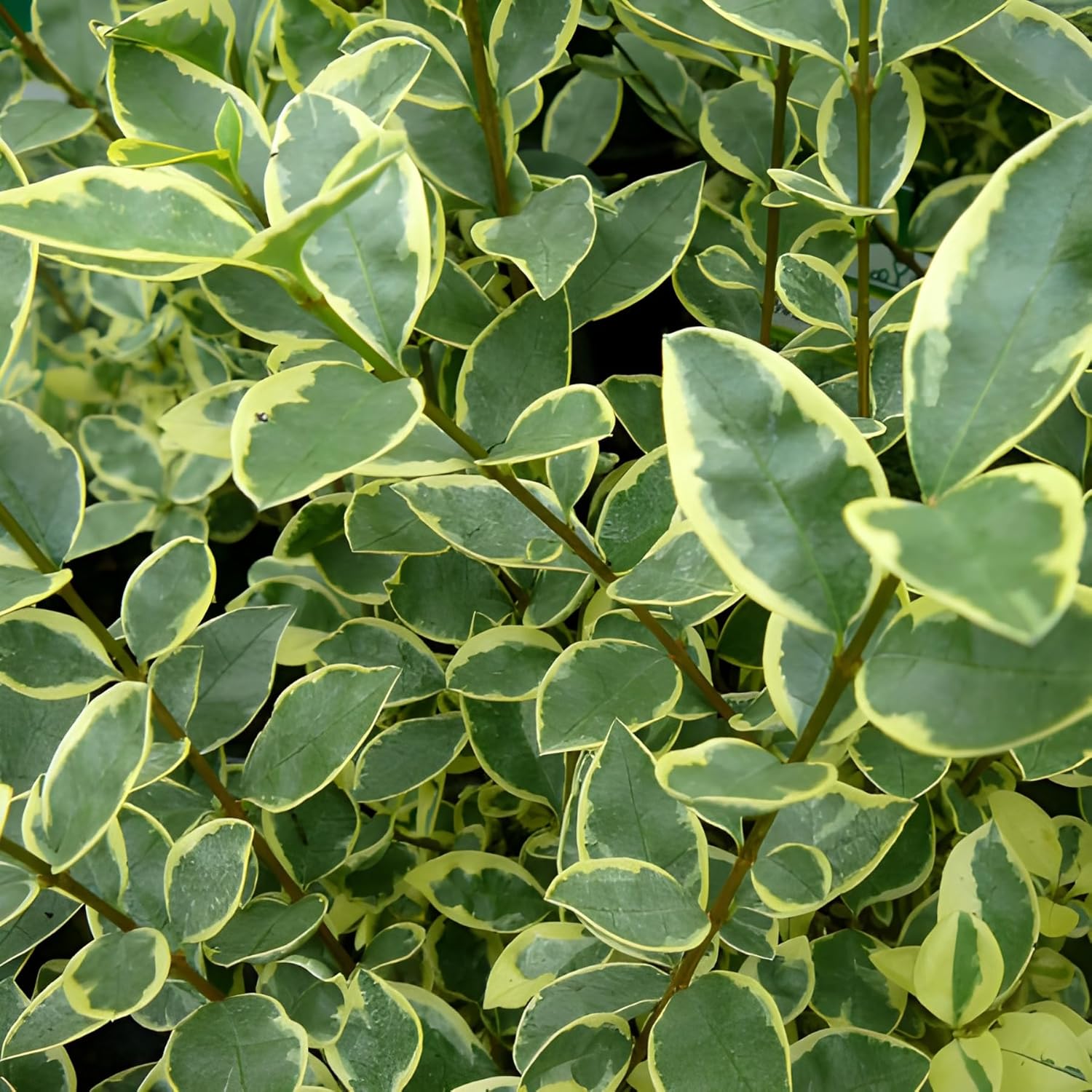 Ligustrum ovalifolium 'Argenteum' / Weißbunter Liguster - Stauden Gaenge