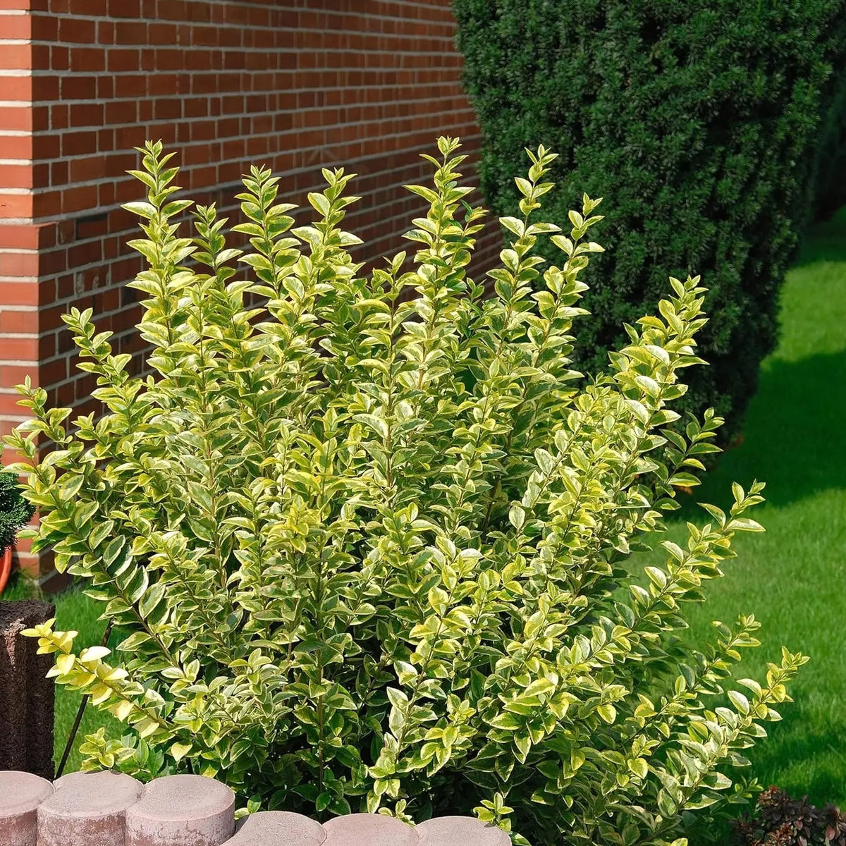gelber liguster Ligustrum ovalifolium 'Aureum' / Goldliguster