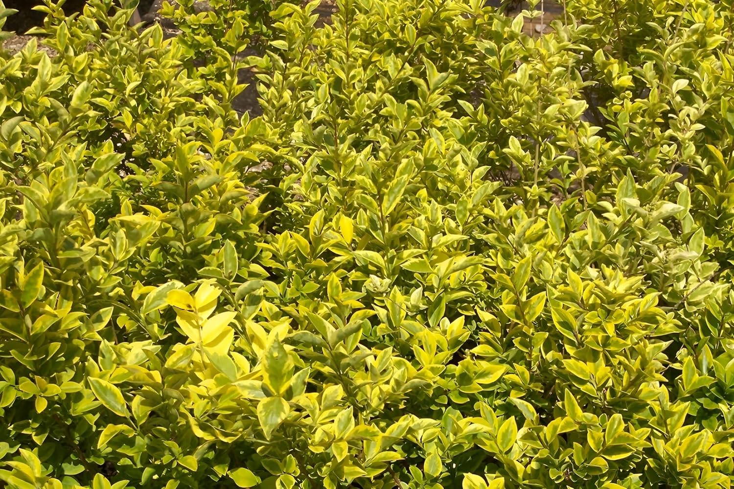Ligustrum ovalifolium 'Aureum' / Goldliguster - Stauden Gaenge