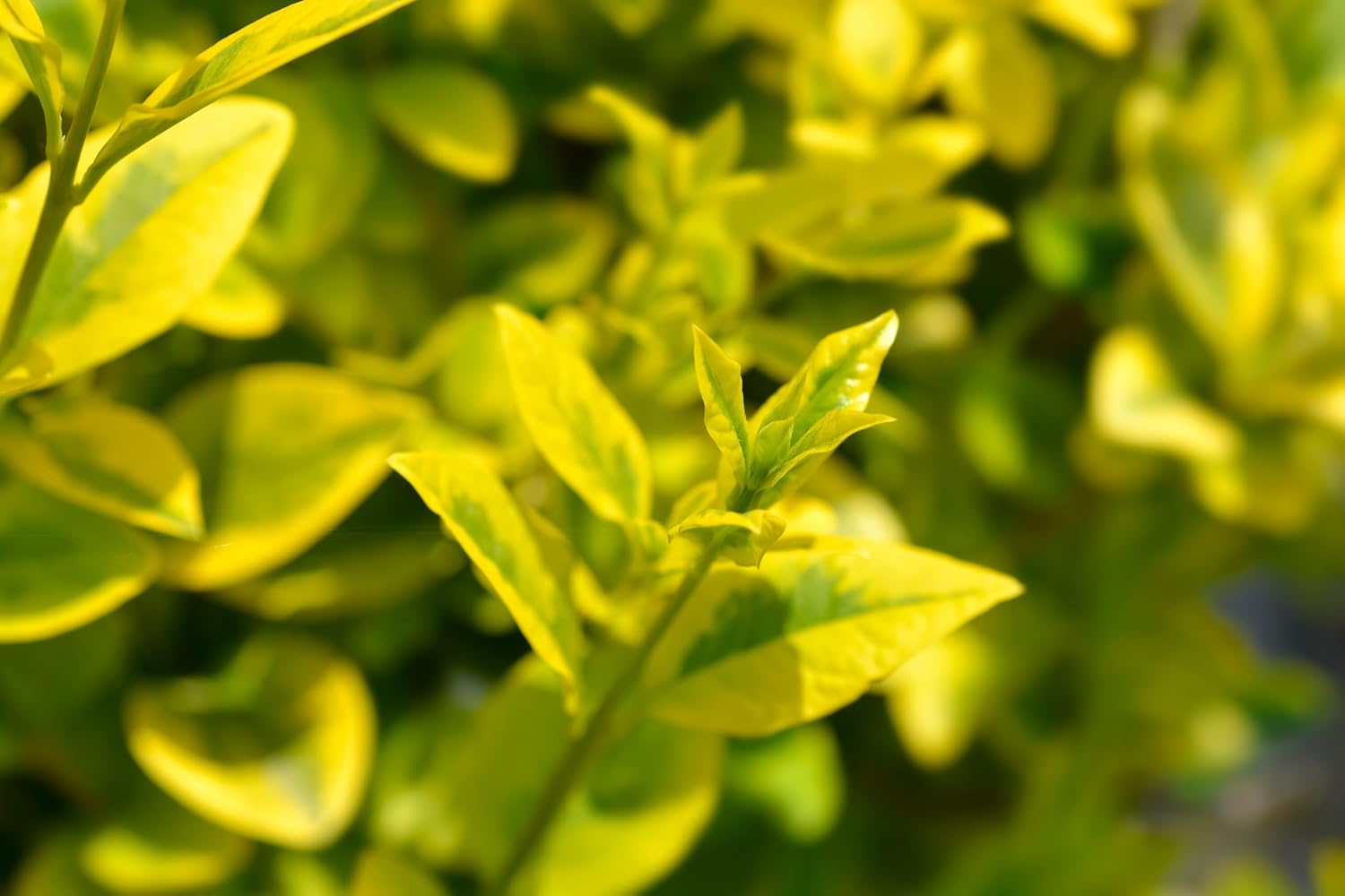 Ligustrum ovalifolium 'Aureum' / Goldliguster - Stauden Gaenge