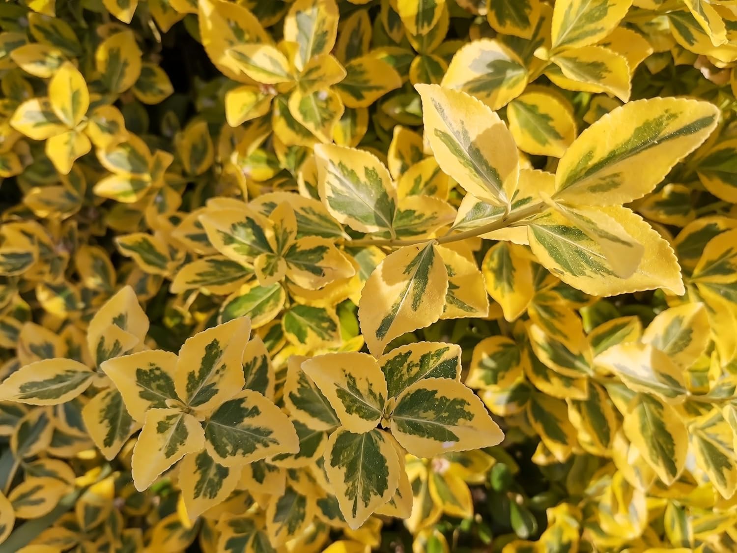 Ligustrum ovalifolium 'Aureum' / Goldliguster - Stauden Gaenge