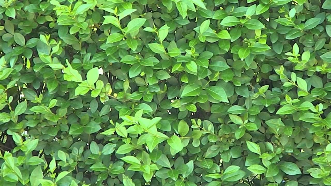 Ligustrum ovalifolium / Ovalblättriger Liguster - Stauden Gaenge