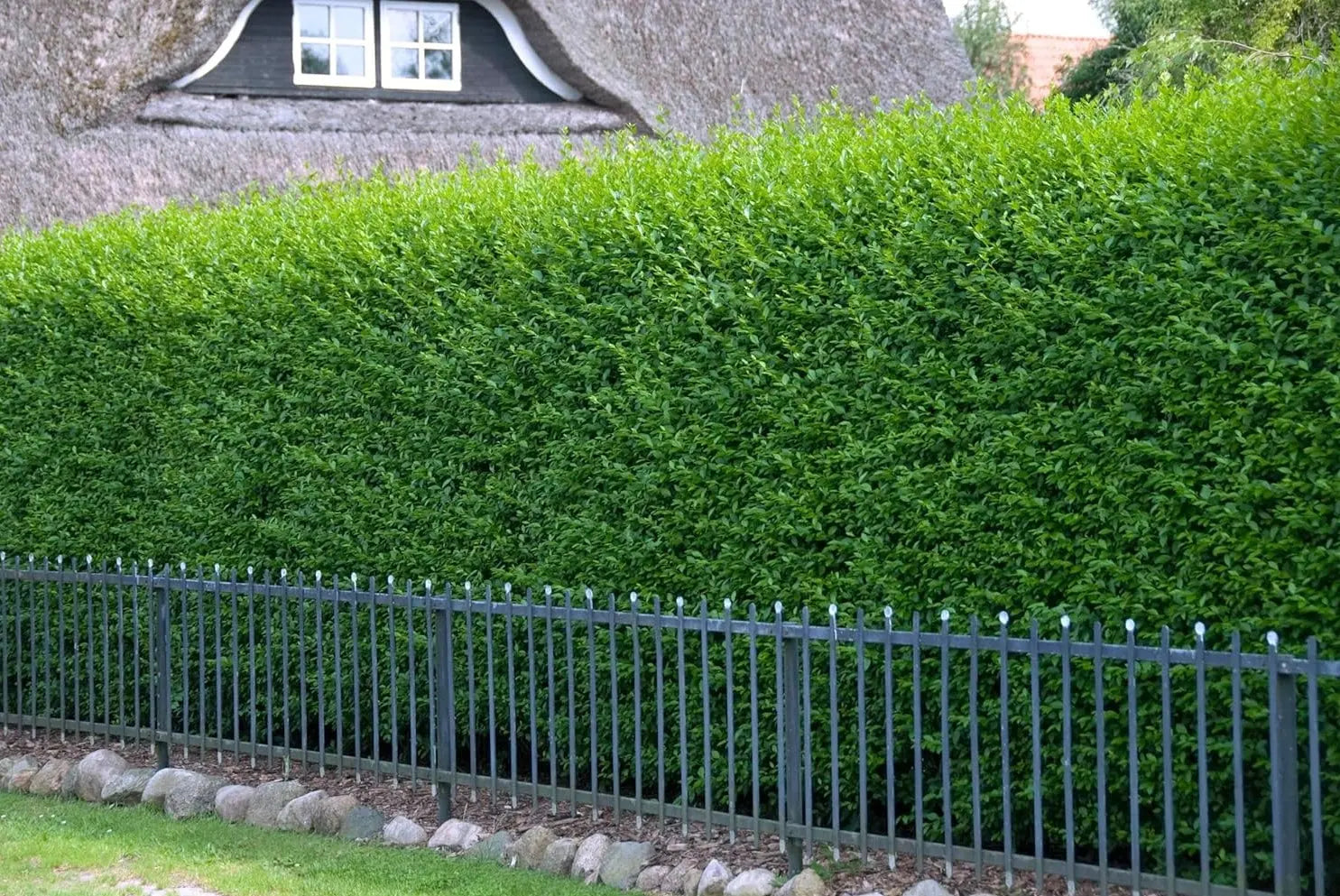 Ligustrum vulgare 'Atrovirens' / Schwarzgrüner Liguster