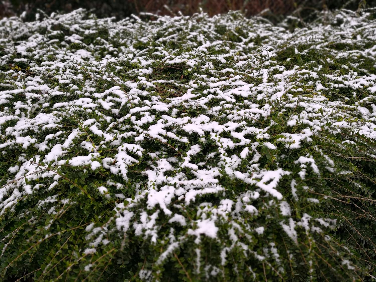 Lonicera nitida / Heckenmyrthe