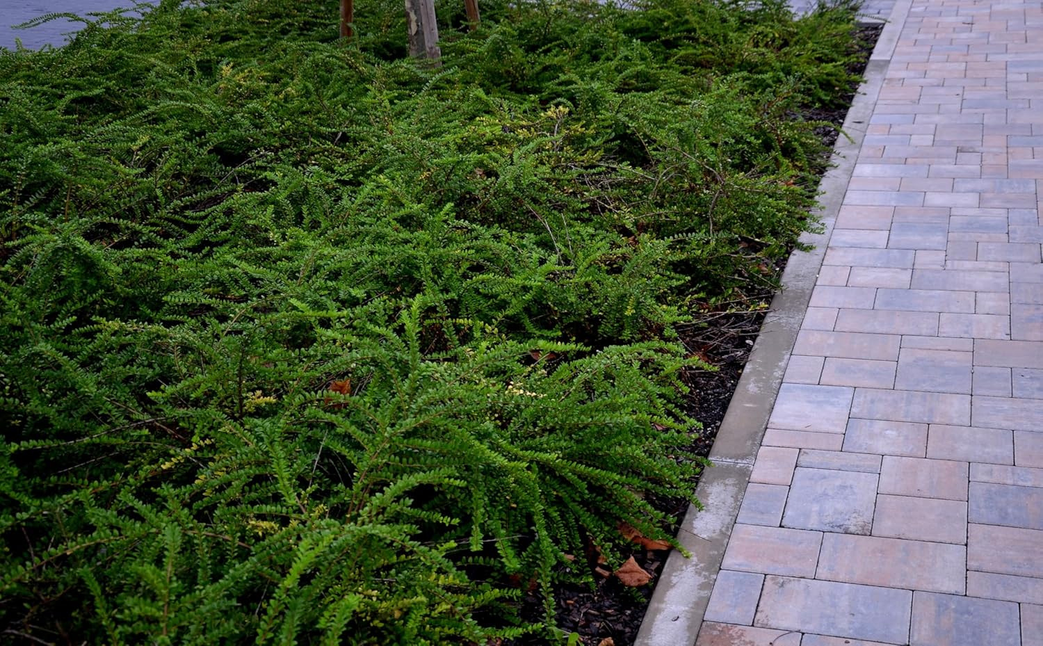 Lonicera nitida 'Maigrün‘ / Heckenmyrthe