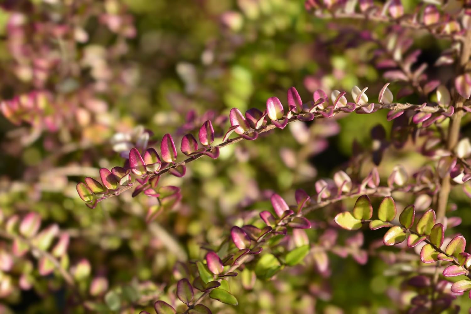Lonicera nitida 'Red Tips‘ / Heckenmyrthe