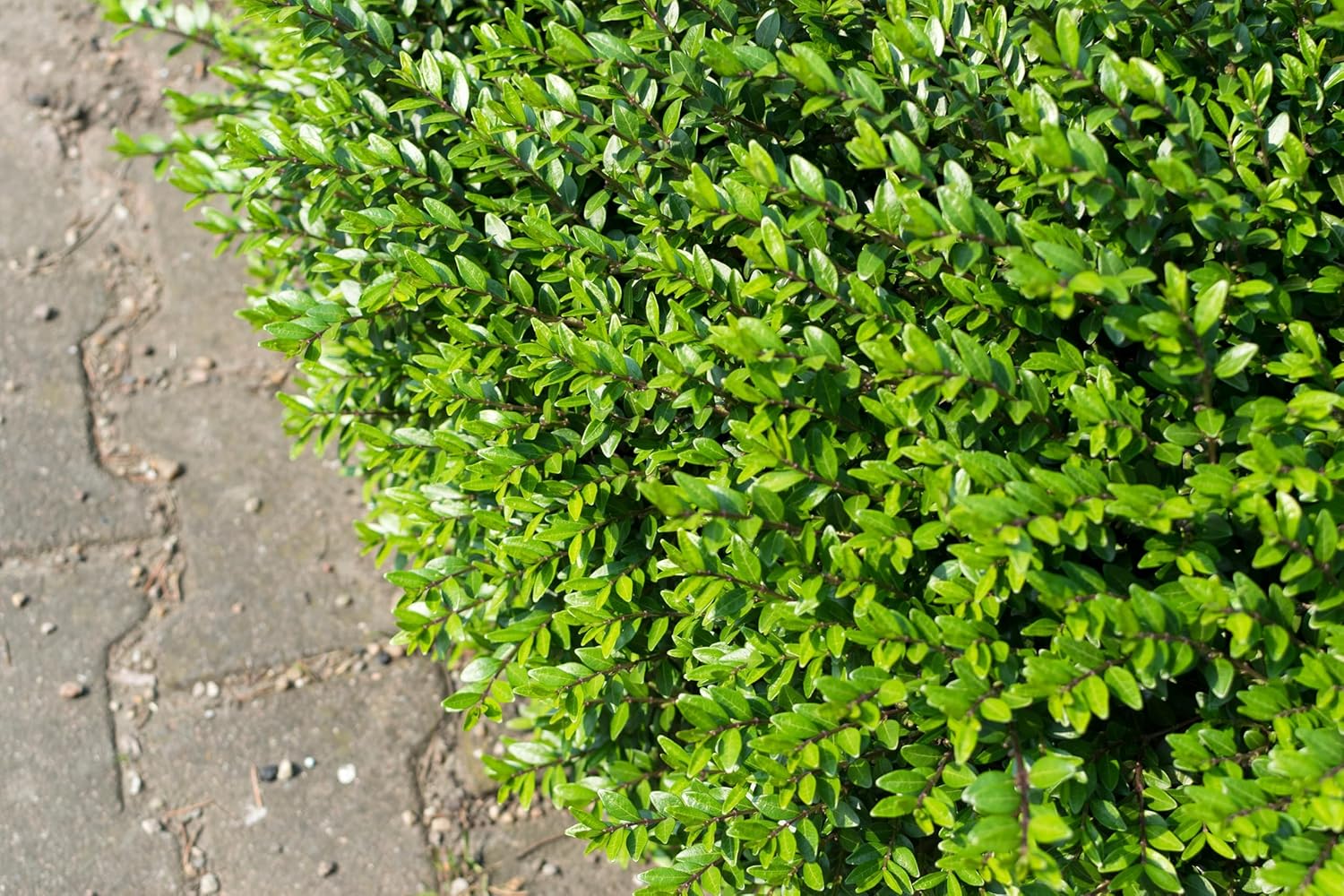 Lonicera pileata / Böschungsmyrthe