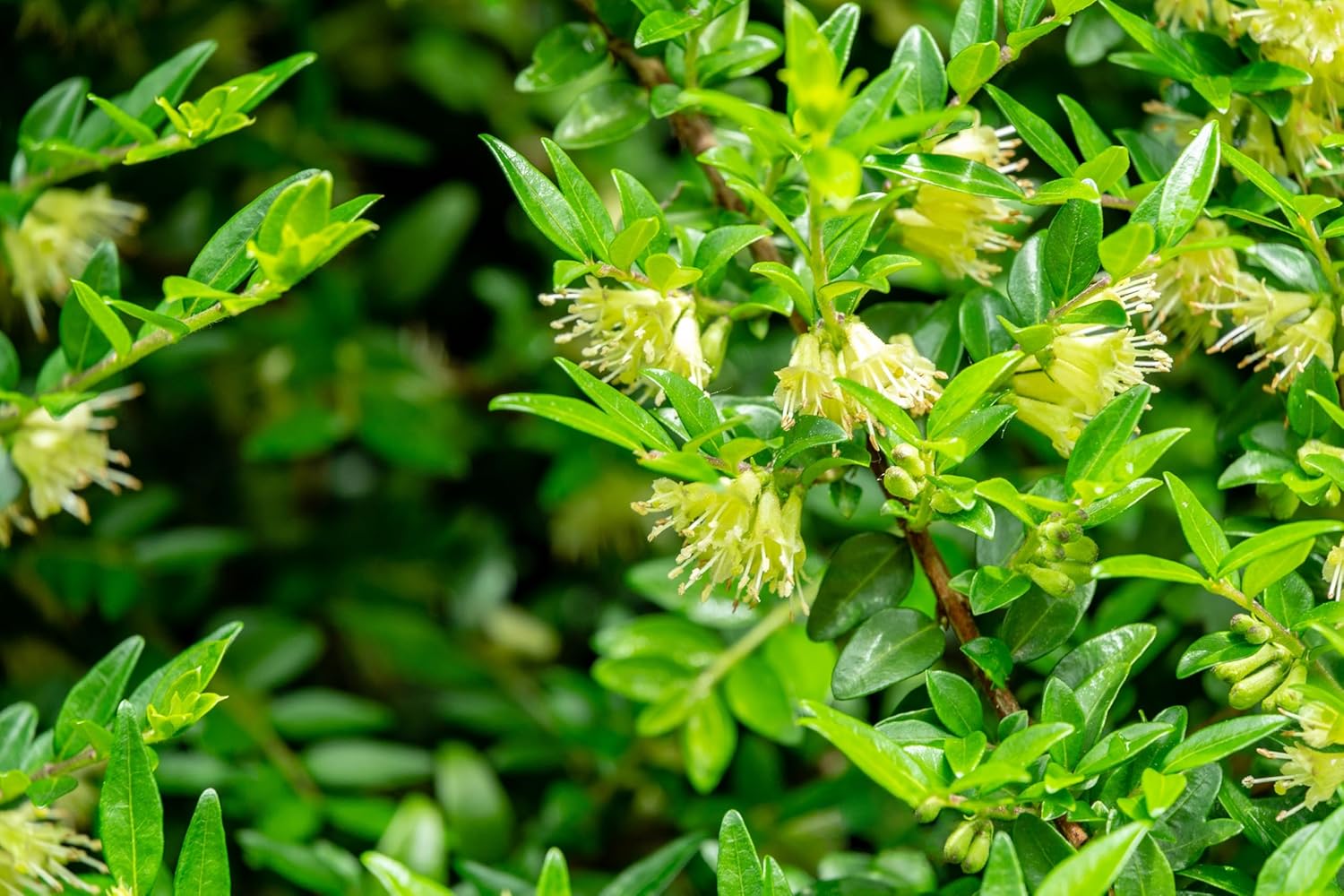 Lonicera pileata / Böschungsmyrthe