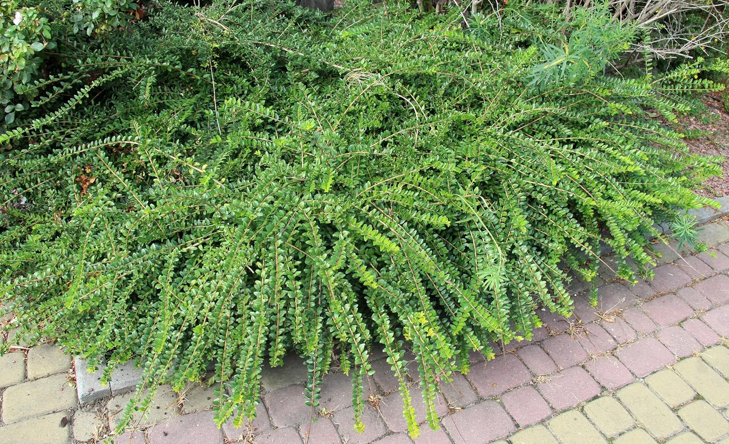 Lonicera pileata / Böschungsmyrthe