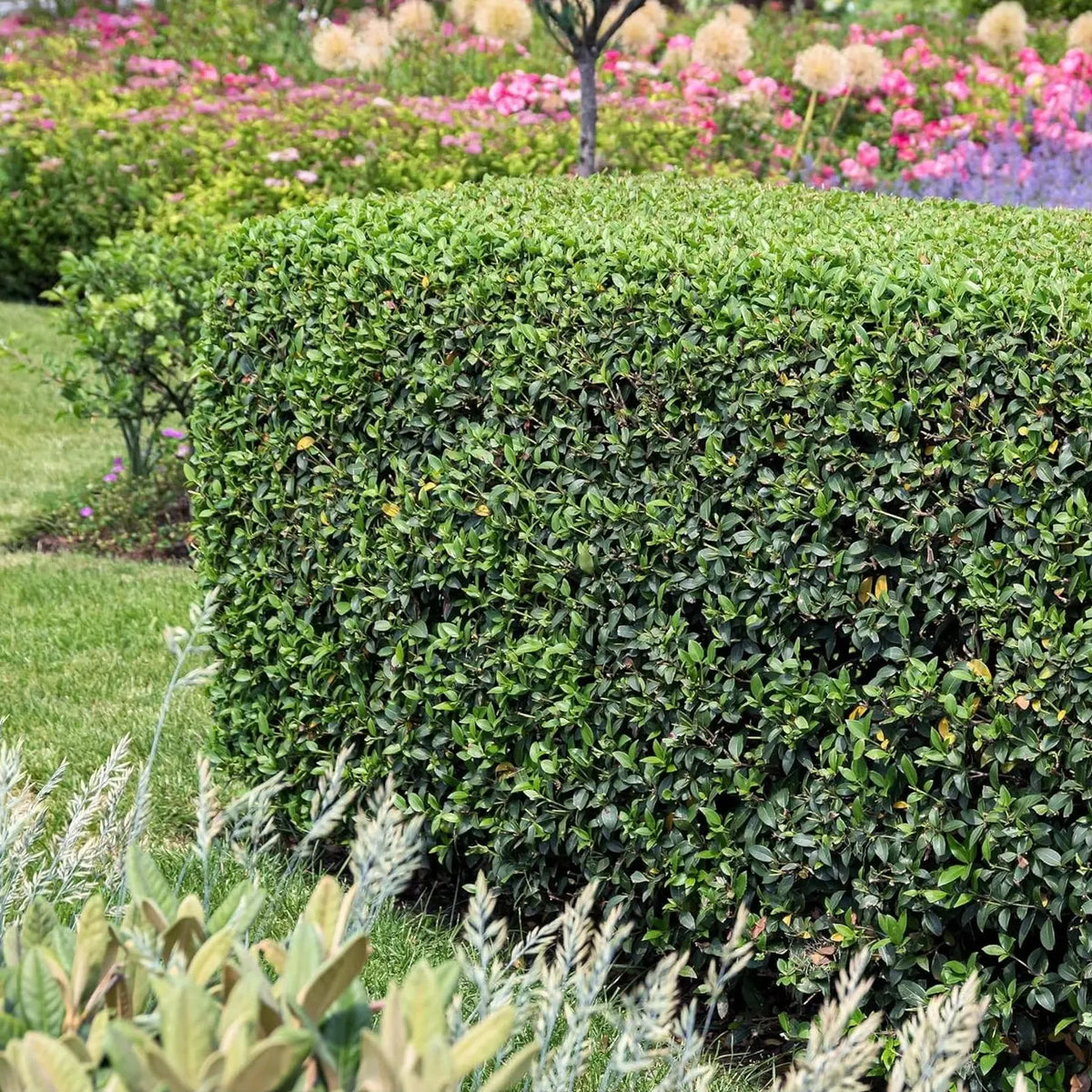 osmanthus düngen Osmanthus burkwoodii / Frühlingsduftblüte