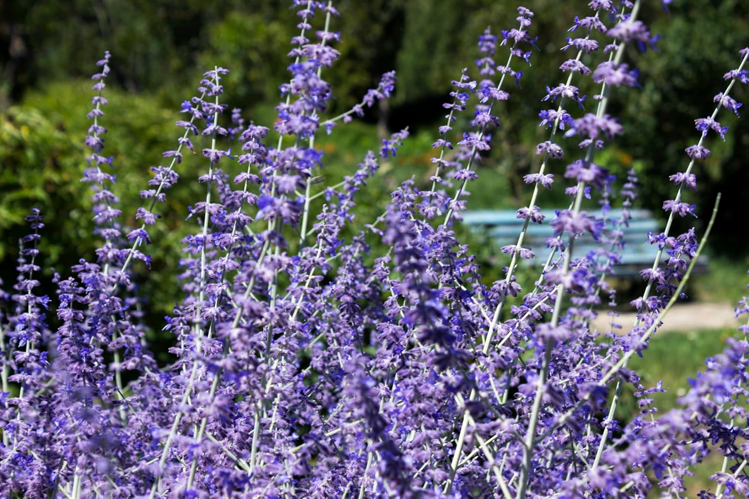 Perovskia atriplicifolia 'Blue Spire' / Blauraute