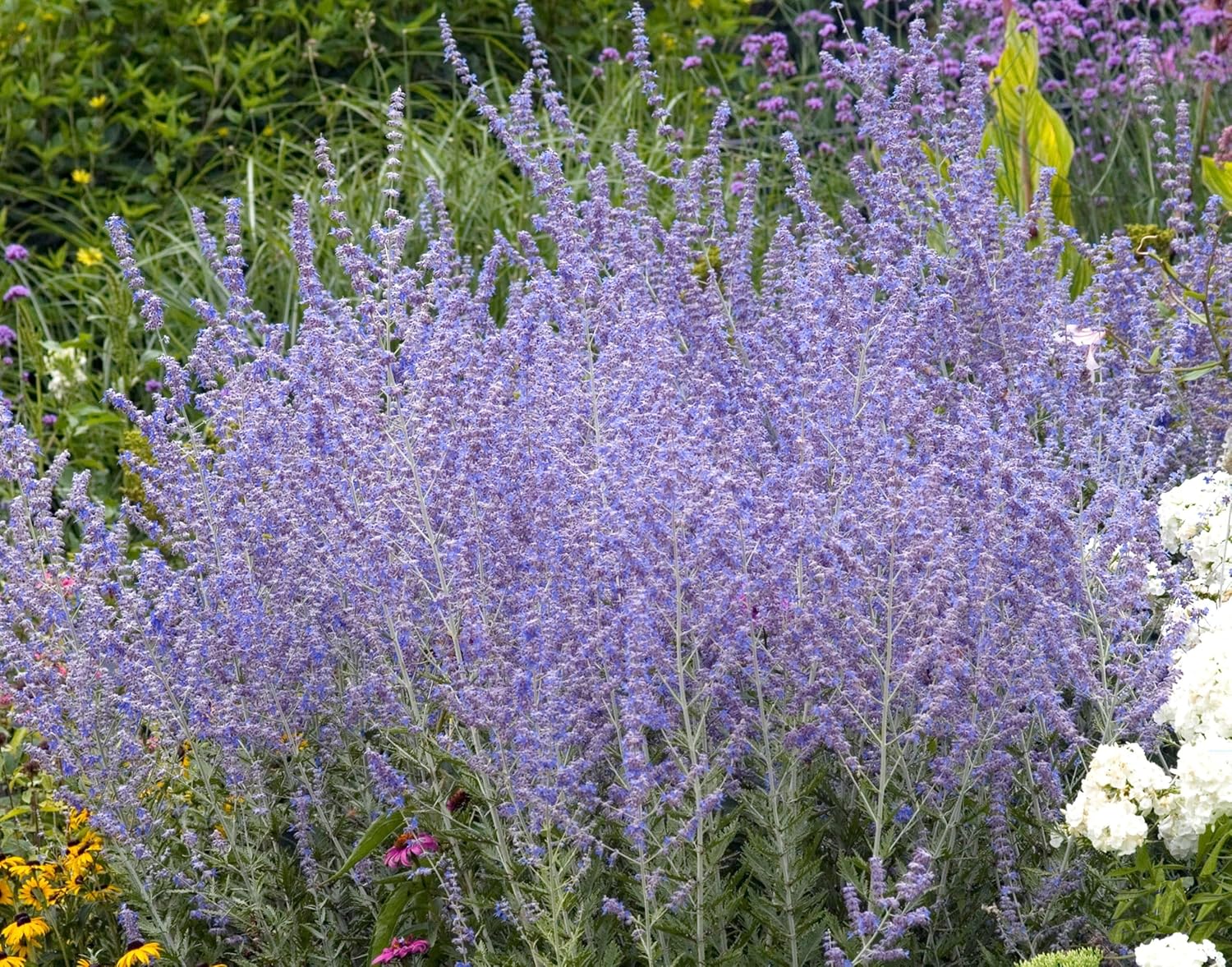 Perovskia atriplicifolia 'Little Blue Spire' / Zwerg Blauraute