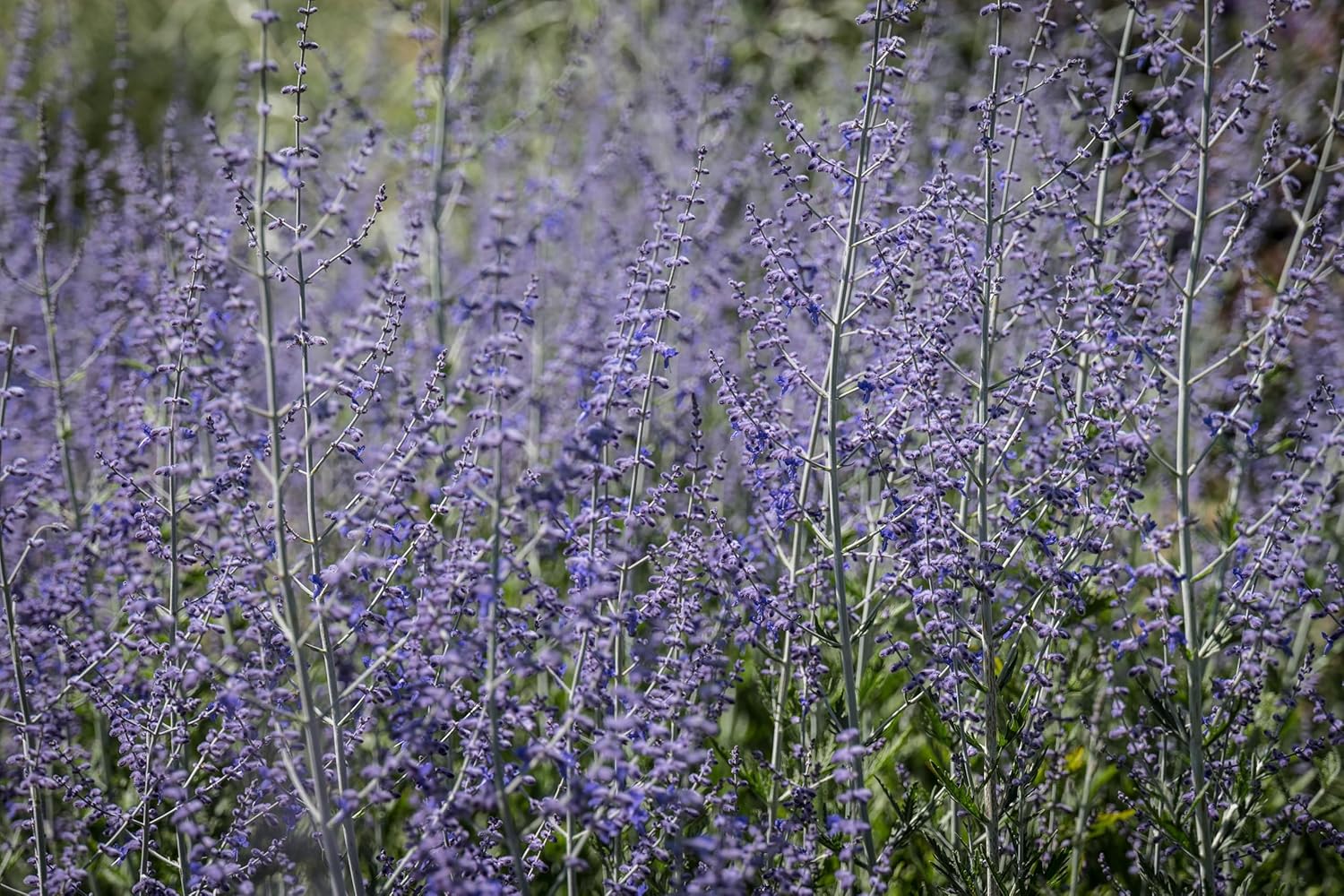 Perovskia atriplicifolia 'Little Blue Spire' / Zwerg Blauraute