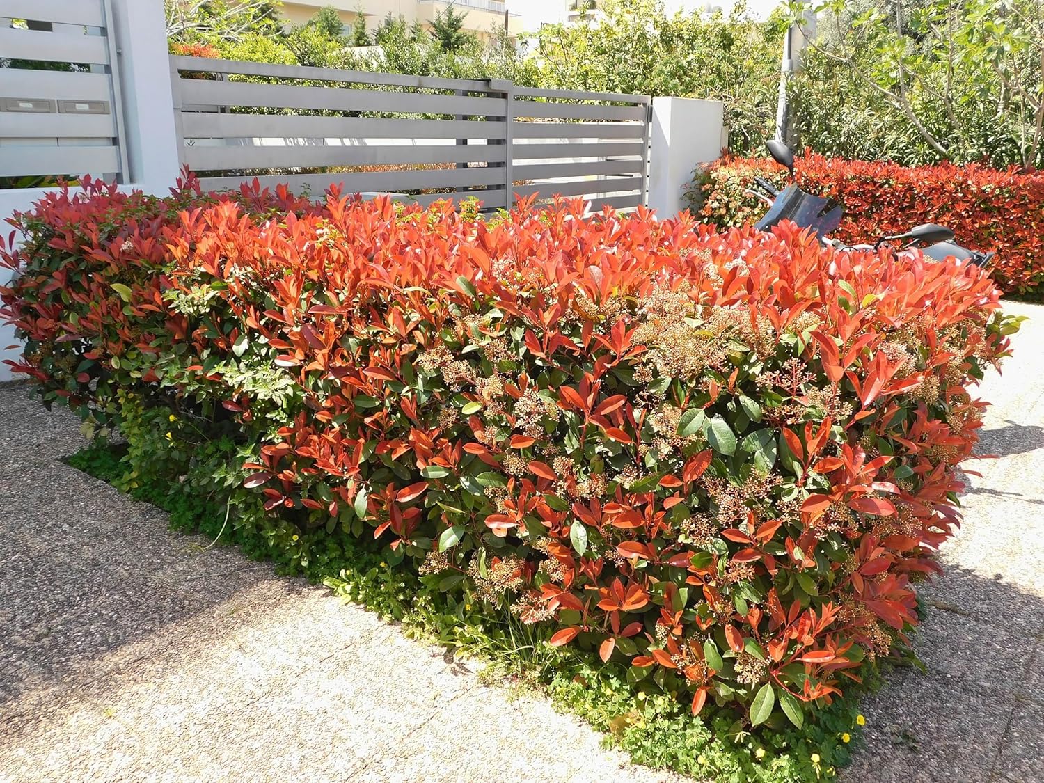 Photinia fraseri 'Red Robin' / Rote Glanzmispel