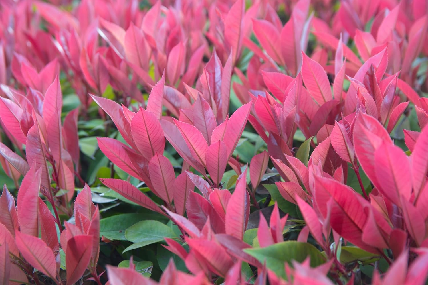 Photinia fraseri 'Red Robin' / Rote Glanzmispel