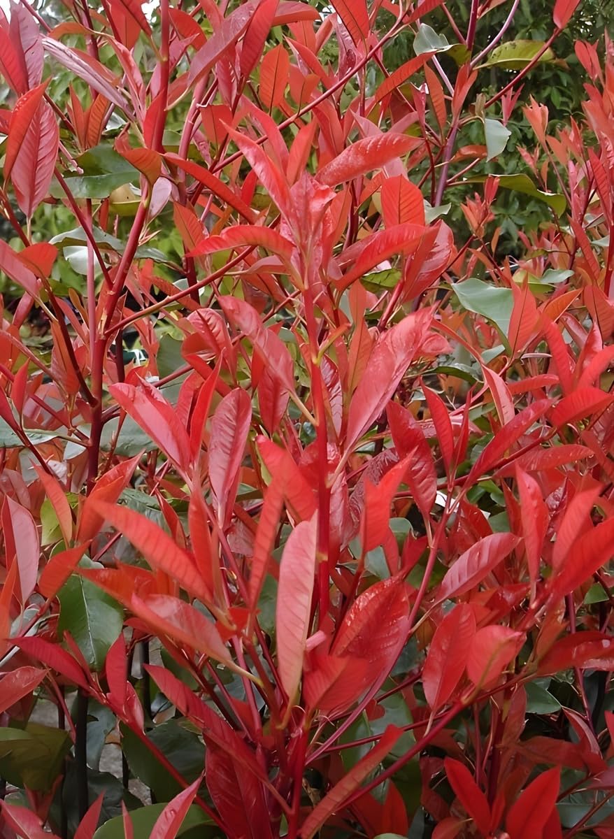 Photinia fraseri 'Red Robin' / Rote Glanzmispel