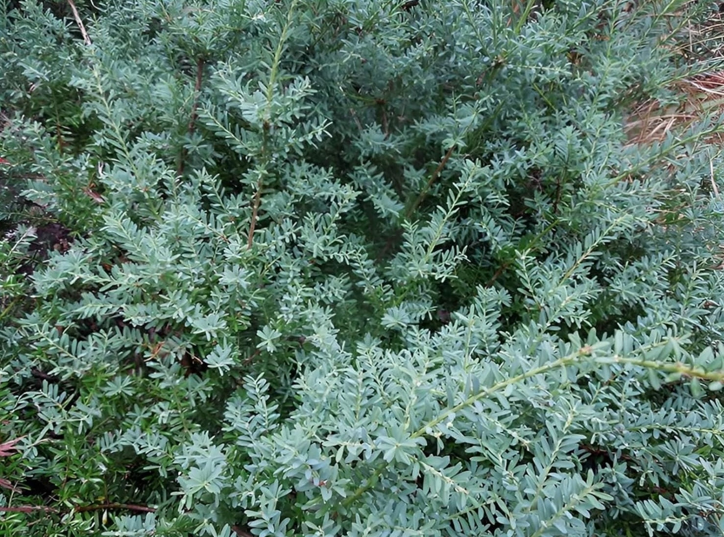 Podocarpus lawrencei 'Blue Gem' / Blaue Steineibe