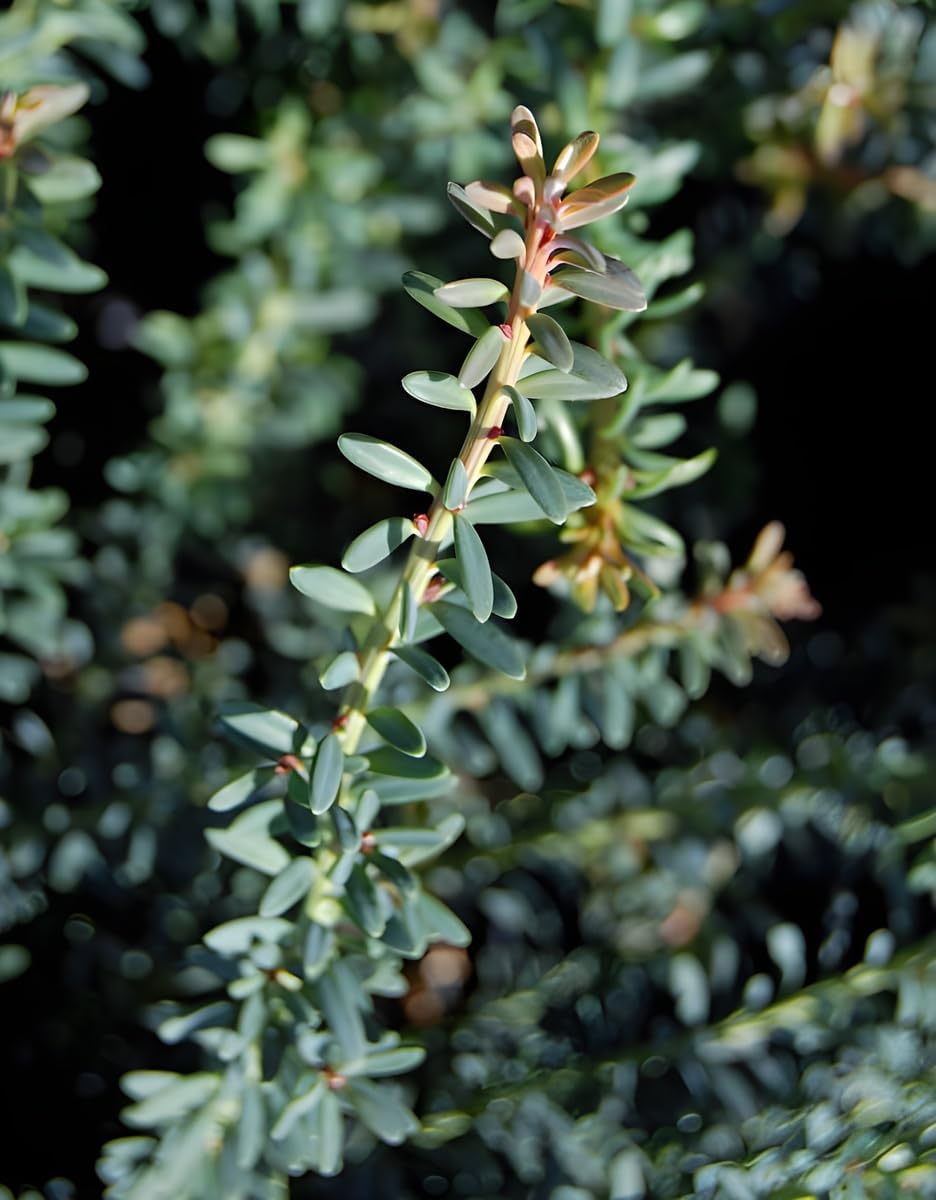 Podocarpus lawrencei 'Blue Gem' / Blaue Steineibe