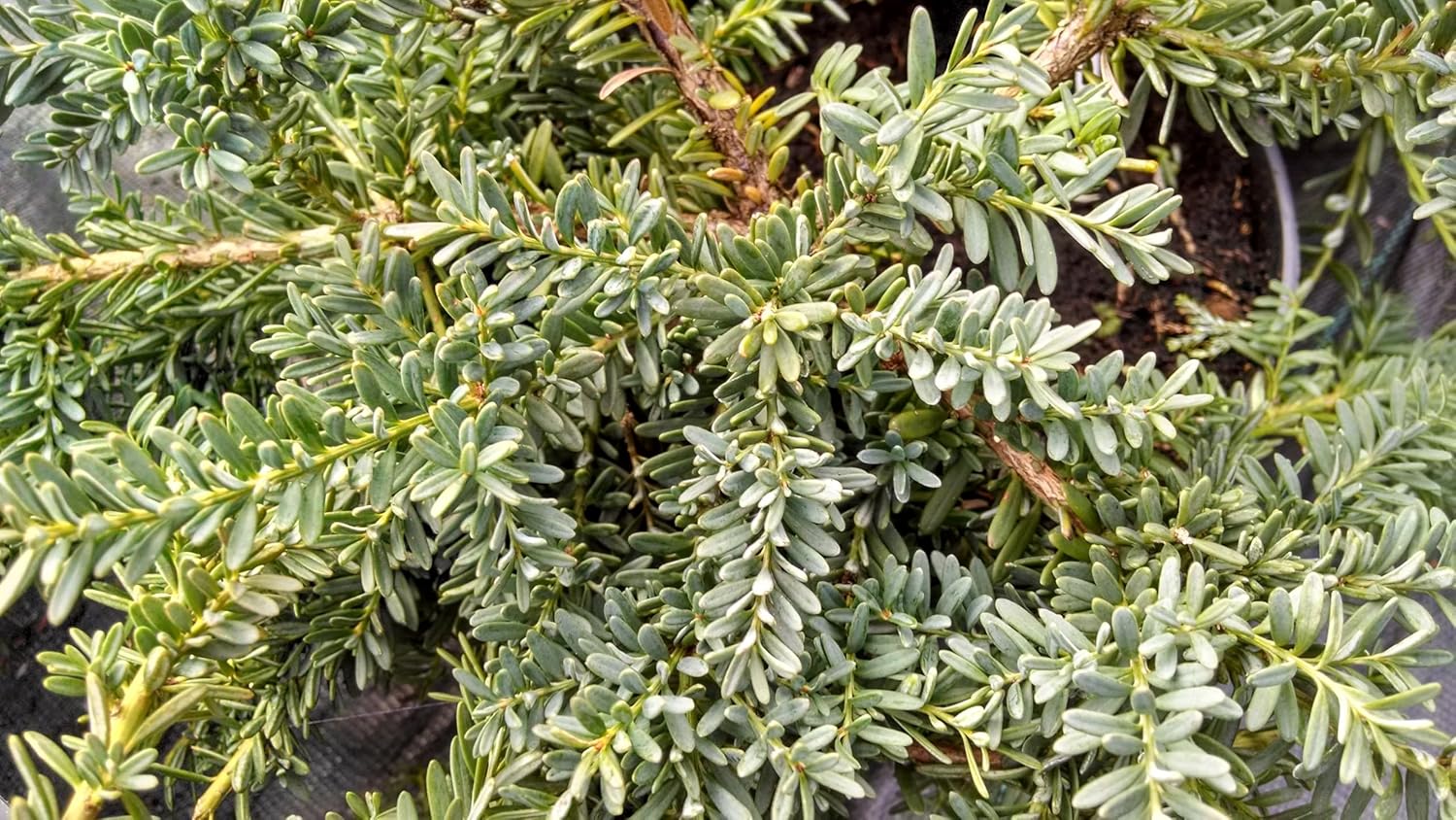 Podocarpus lawrencei 'Blue Gem' / Blaue Steineibe