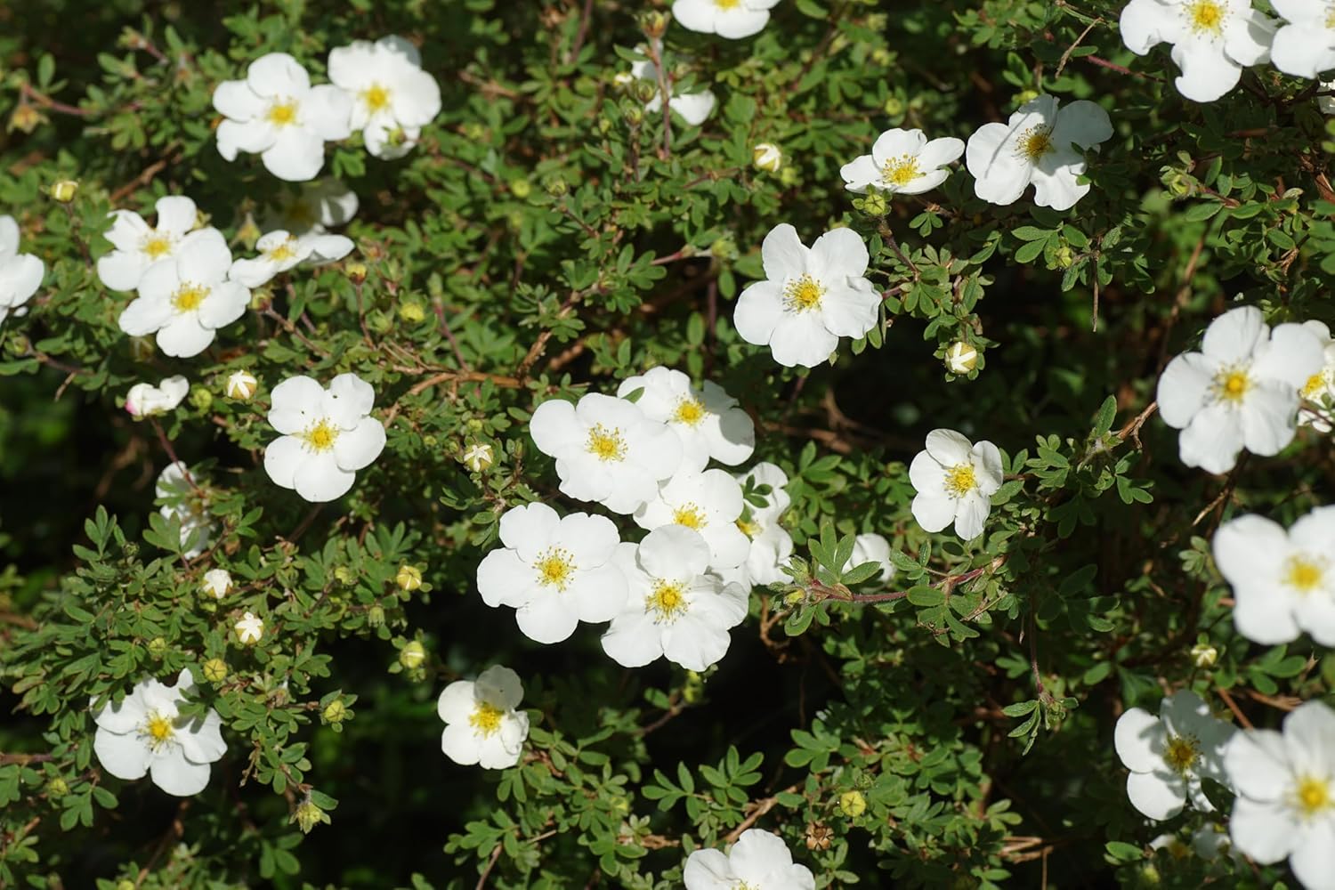 Potentilla fruticosa 'Abbotswood' / Weißer Fingerstrauch