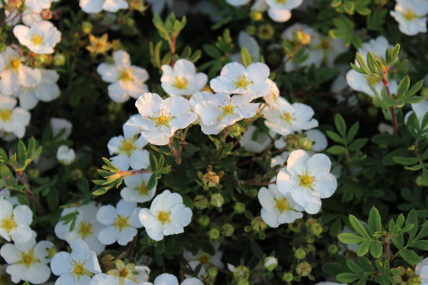 Potentilla fruticosa 'Abbotswood' / Weißer Fingerstrauch
