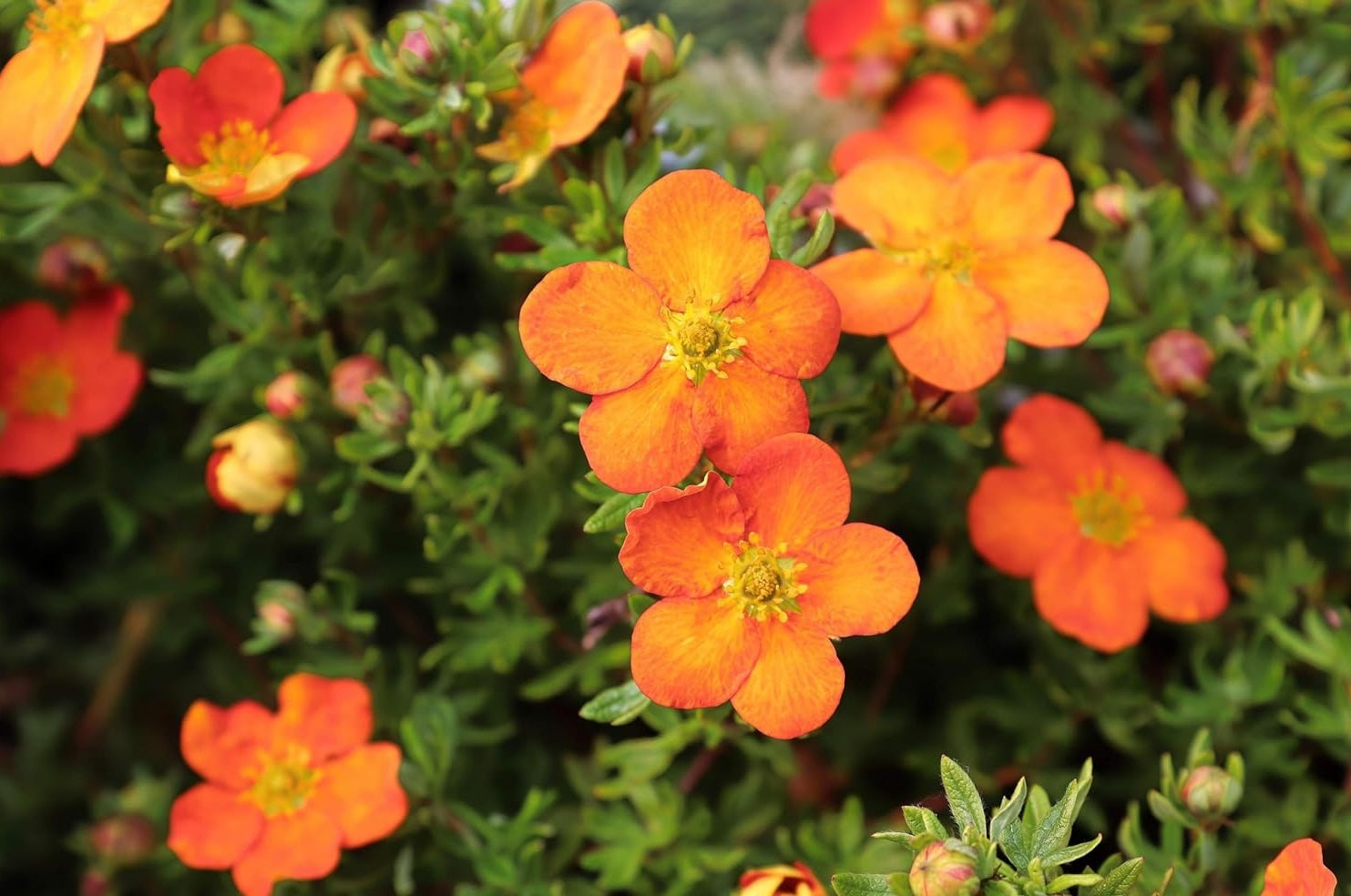 Potentilla fruticosa 'Hopleys Orange' / Oranger Fingerstrauch