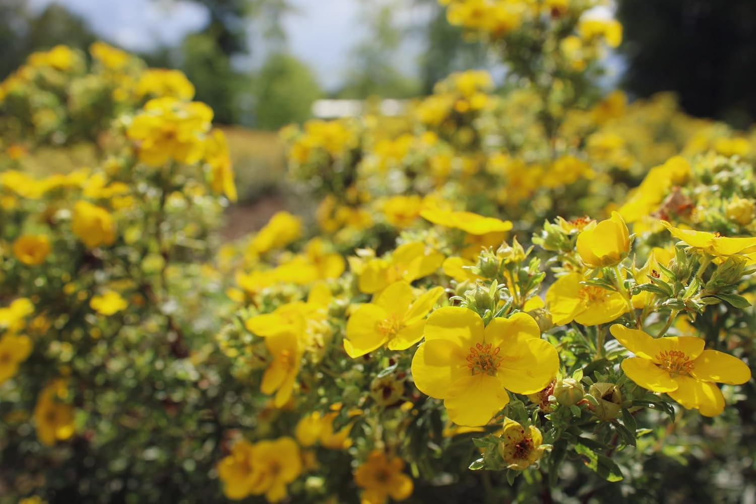 Potentilla fruticosa 'Kobold' / Gelber Fingerstrauch