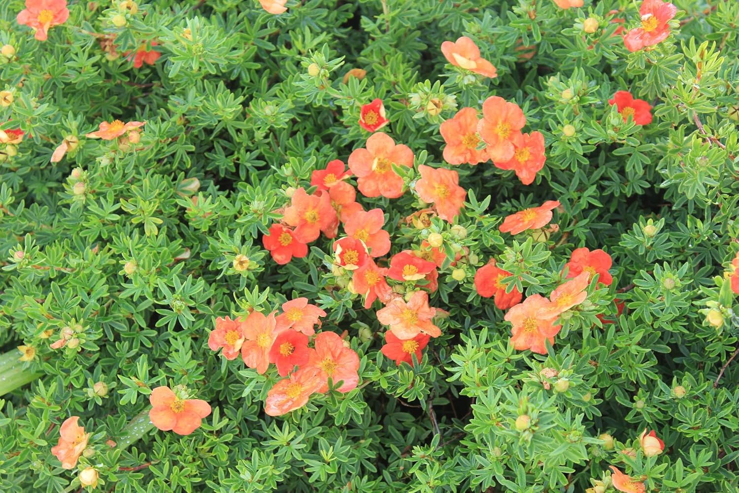Potentilla fruticosa 'Red Ace' / Roter Fingerstrauch