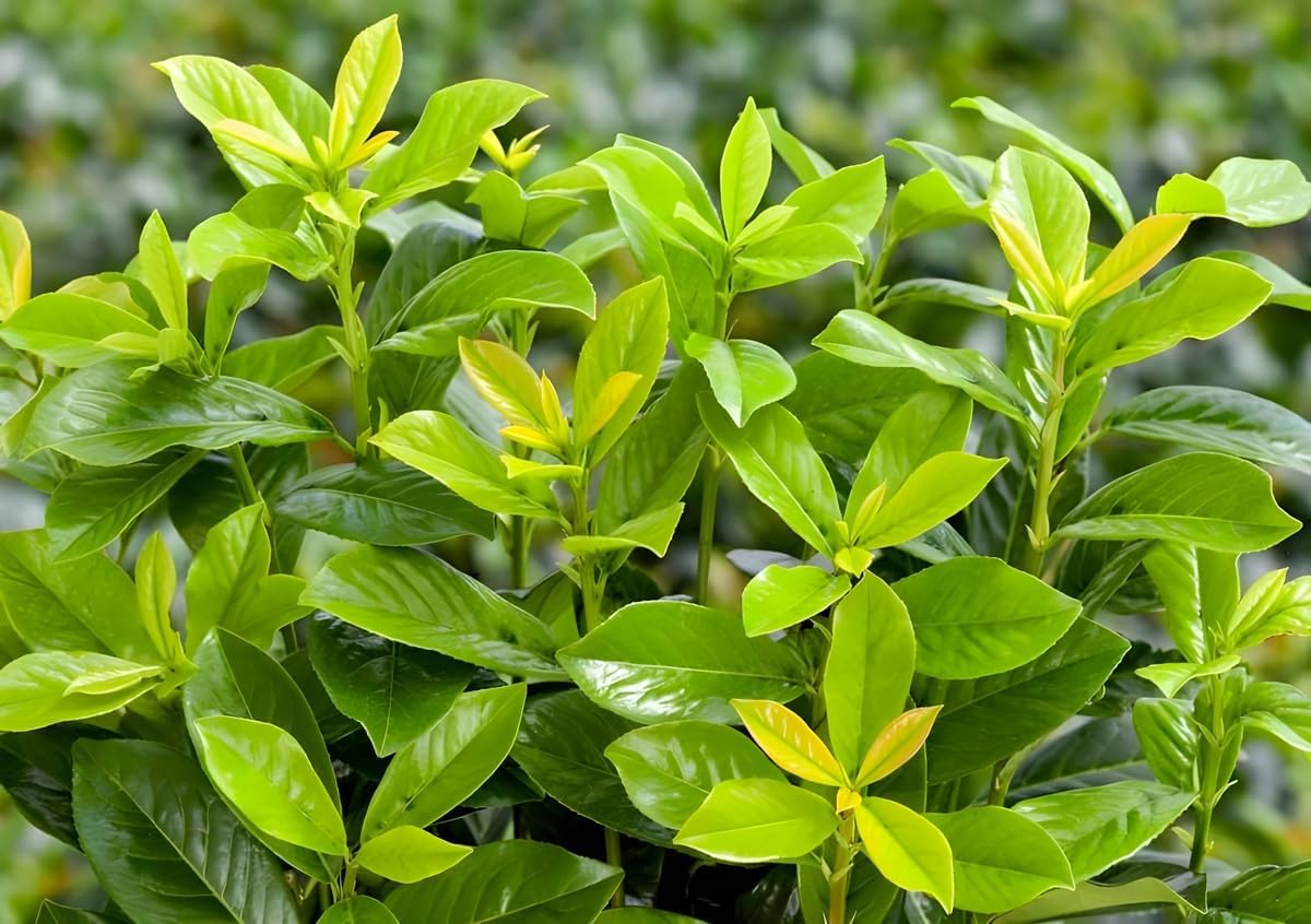 Prunus laurocerasus 'Novita' / Kirschlorbeer