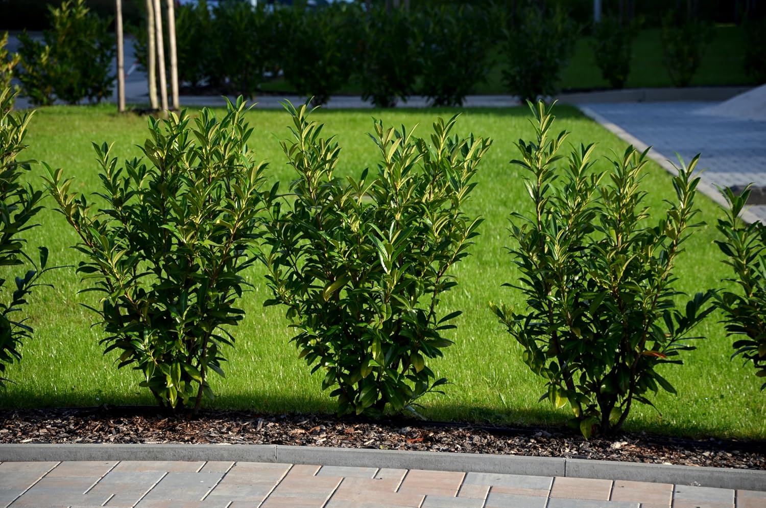 Prunus laurocerasus 'Novita' / Kirschlorbeer