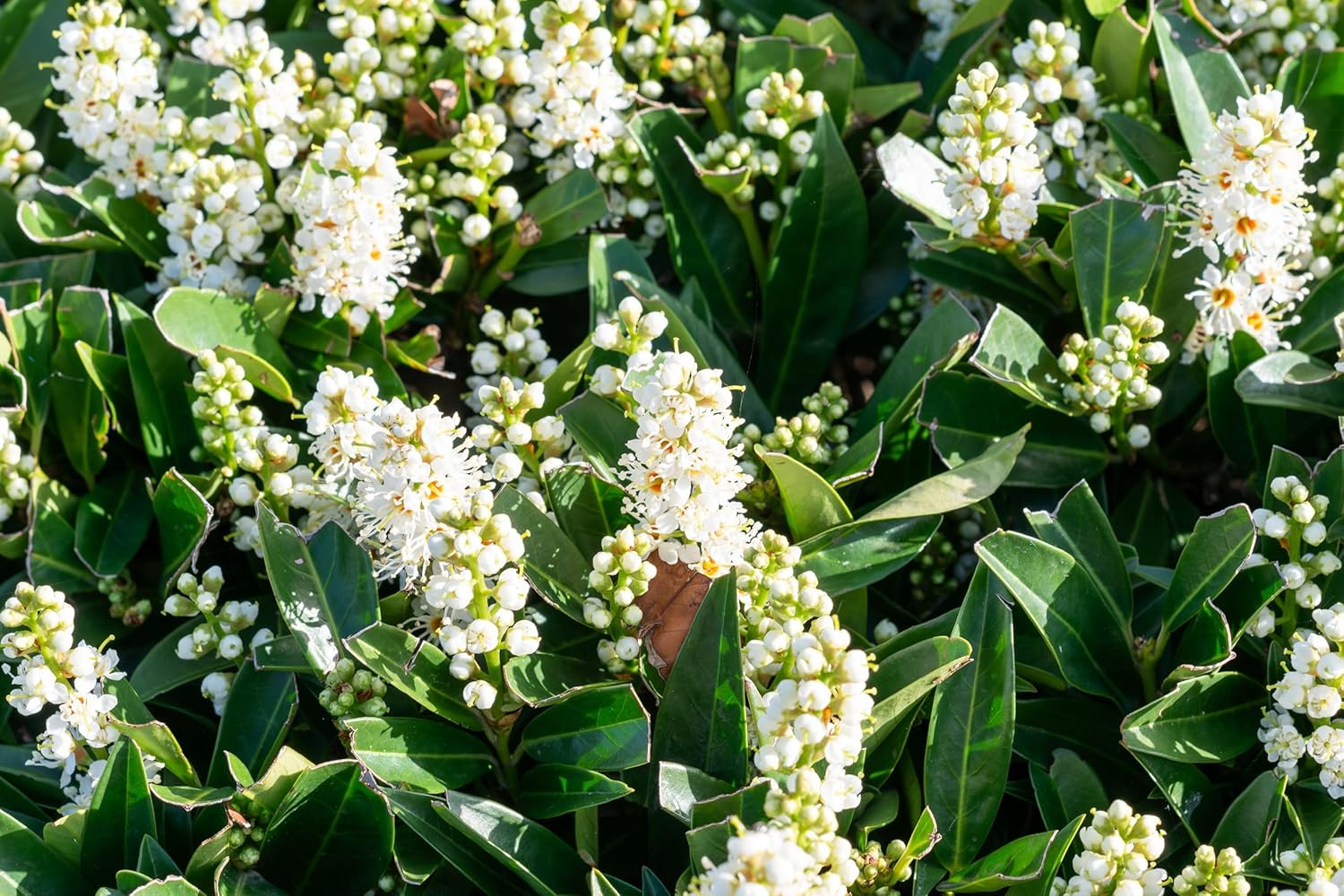 Prunus laurocerasus 'Otto Luyken' / Kleiner Kirschlorbeer