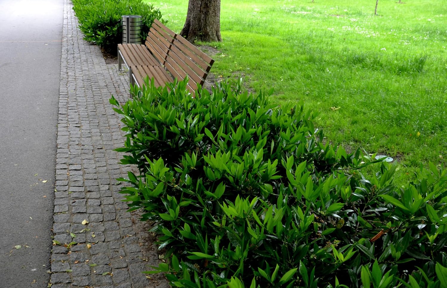 Prunus laurocerasus 'Otto Luyken' / Kleiner Kirschlorbeer