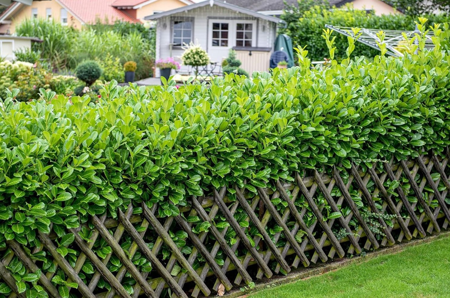 Prunus laurocerasus 'Rotundifolia' / Kirschlorbeer