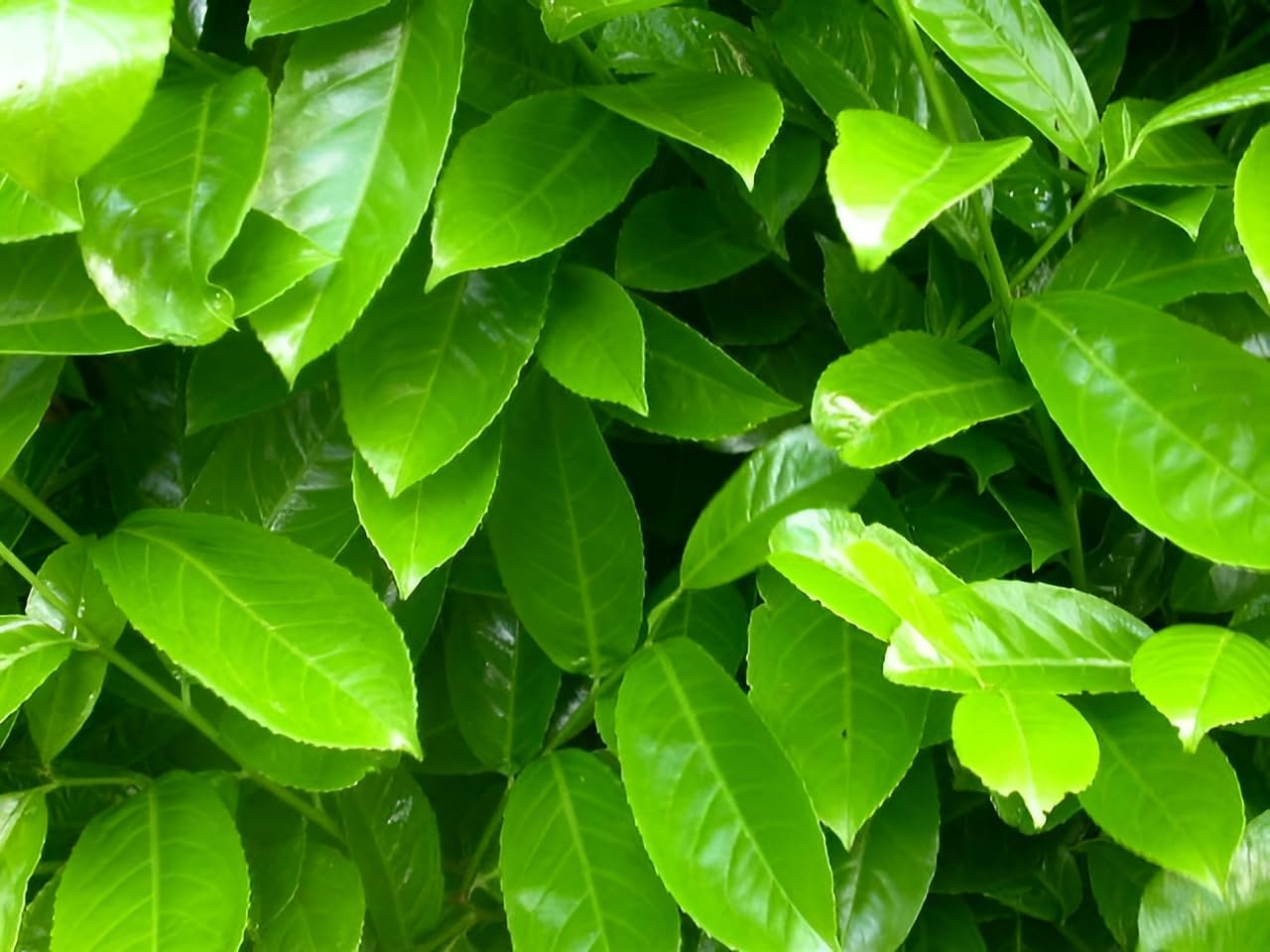 Prunus laurocerasus 'Rotundifolia' / Kirschlorbeer