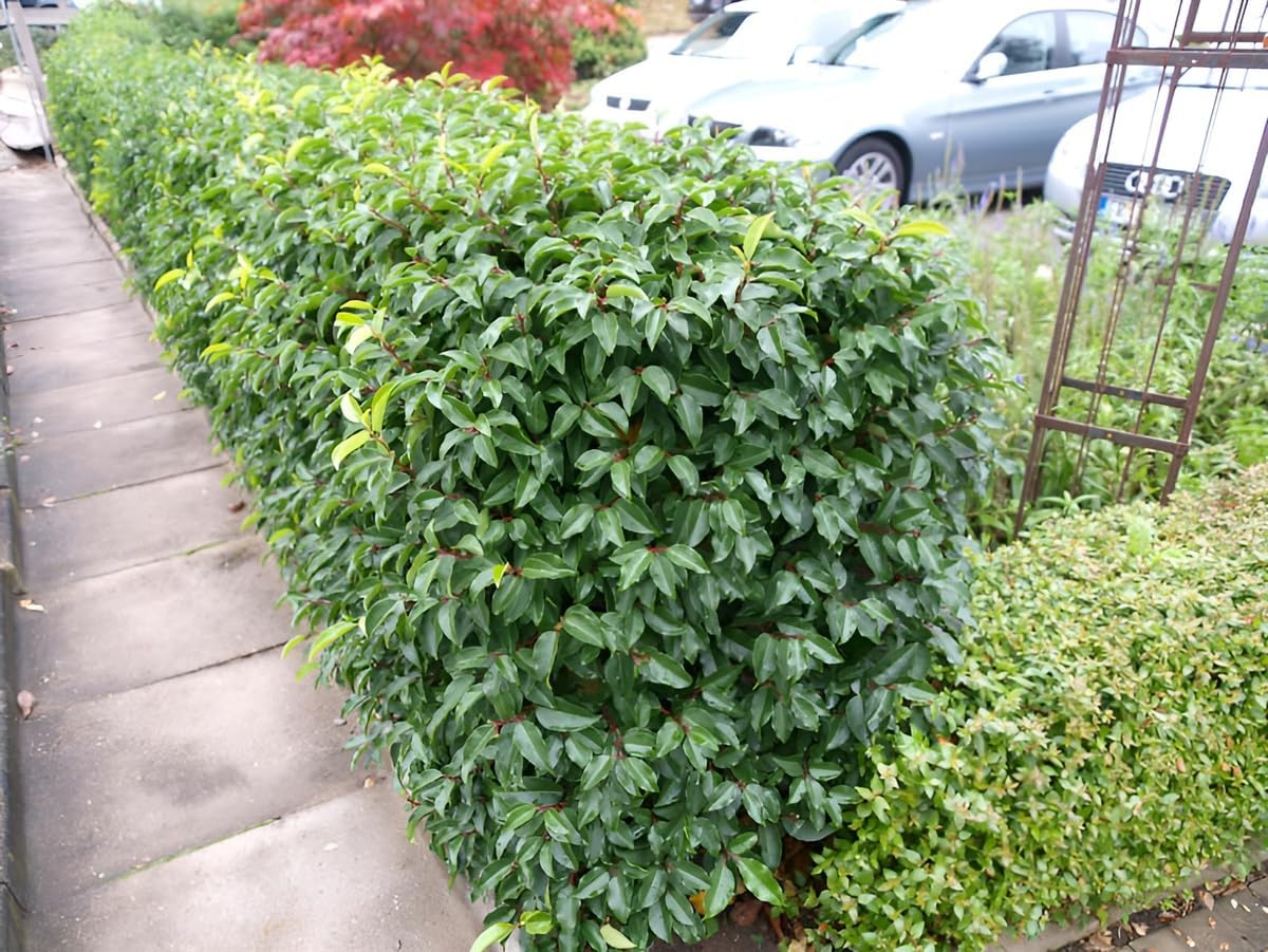 Prunus lusitanica 'Angustifolia' / Portugiesischer Kirschlorbeer