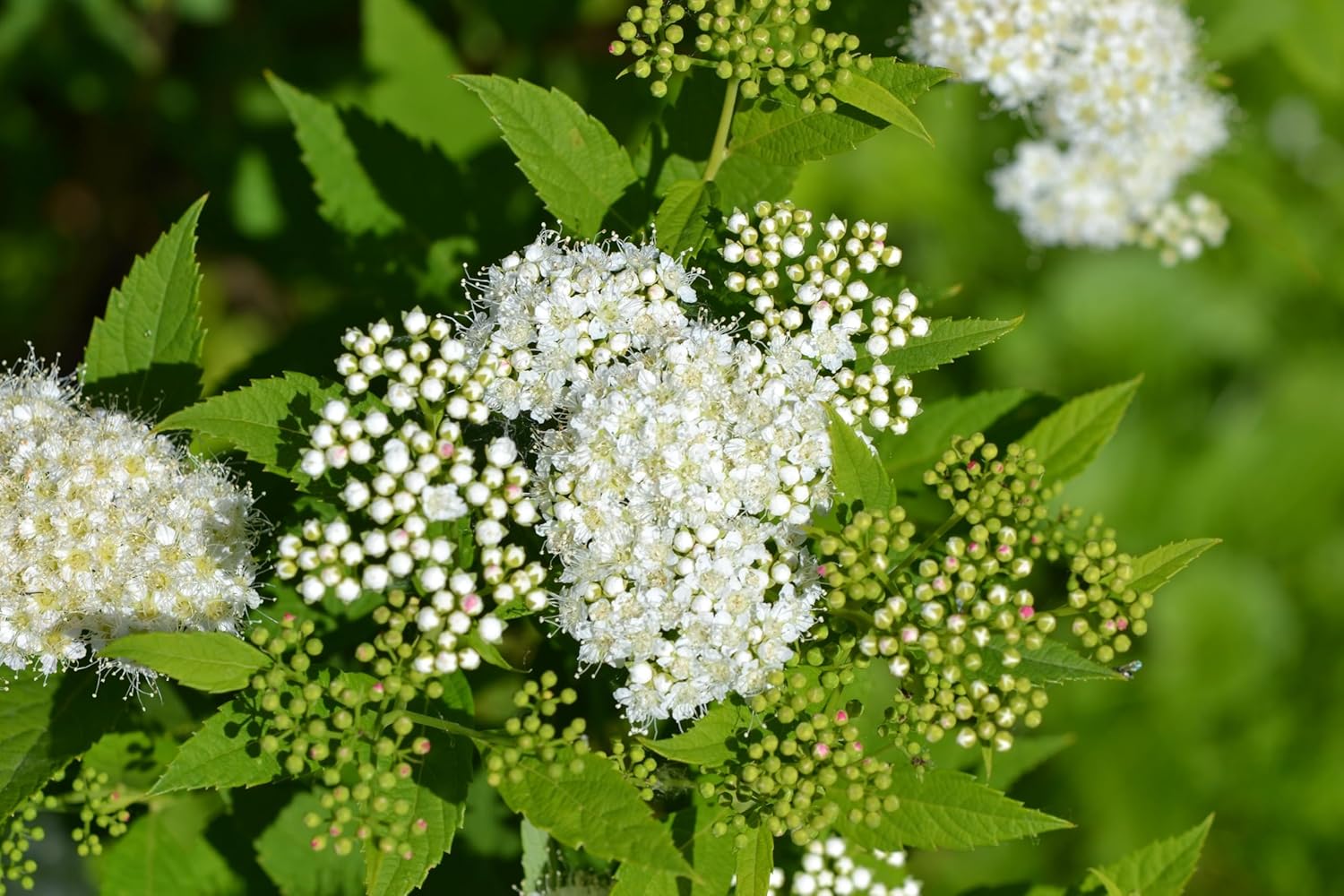 Spiraea japonica 'Albiflora' / Weiße Zwergspiere