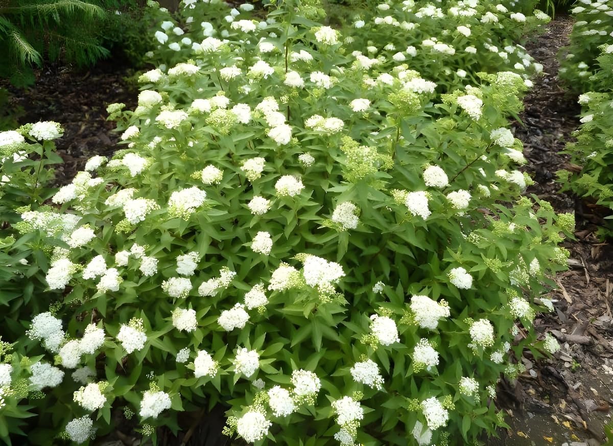 Spiraea japonica 'Albiflora' / Weiße Zwergspiere