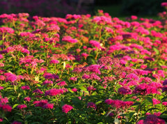 Rote Spiraea japonica 'Anthony Waterer', blühendes Gehölz mit roten Blüten, Stauden Gänge, Frühlingsblumen, Gartengehölz