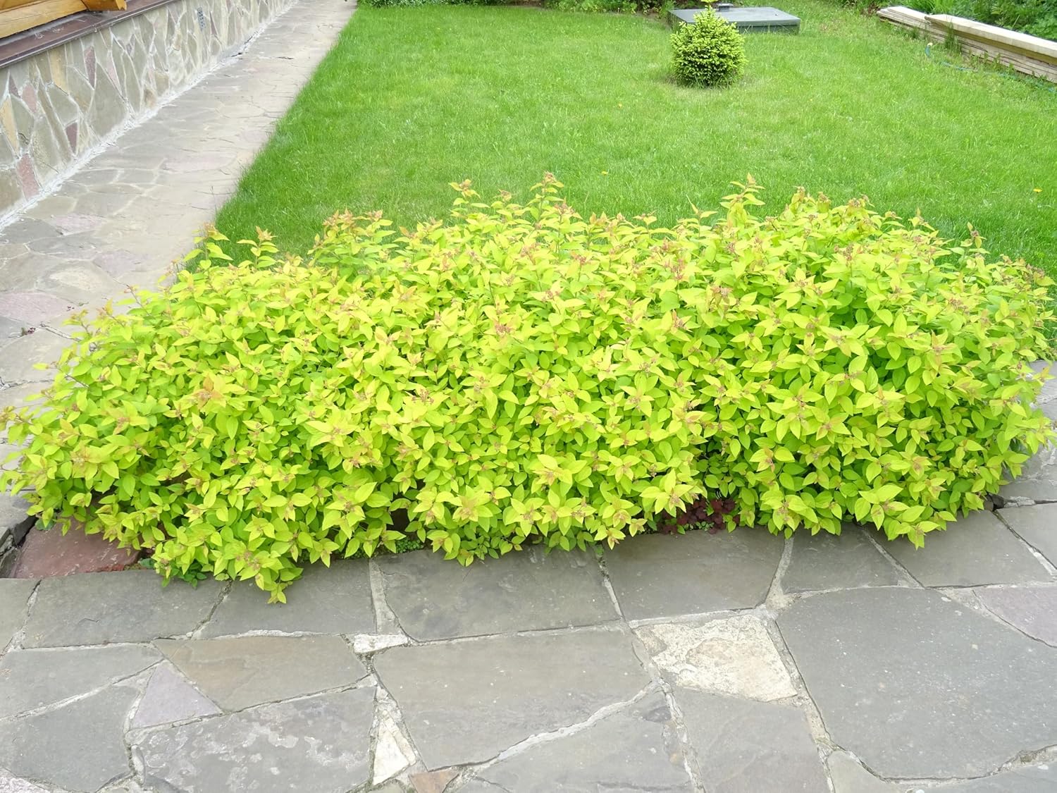 Spiraea japonica 'Golden Princess' / Gelbe Zwergspiere