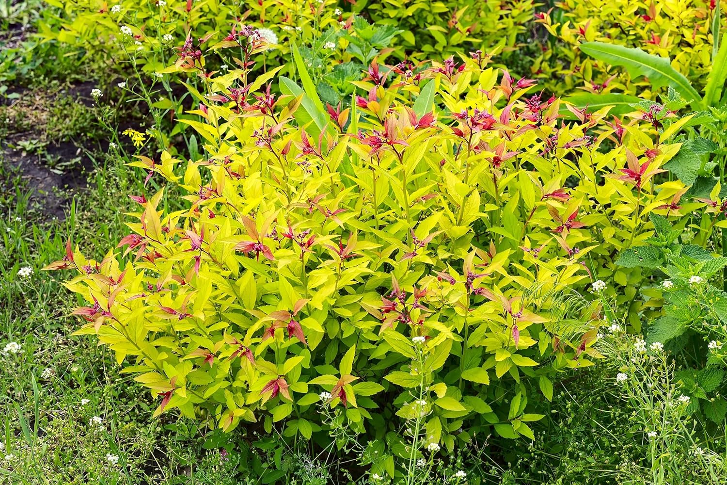 Spiraea japonica 'Golden Princess' / Gelbe Zwergspiere
