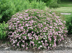 Kleiner rosa Zwergspiere Strauch, Spiraea japonica 'Little Princess', blühendes Gehölz, Stauden Gänge