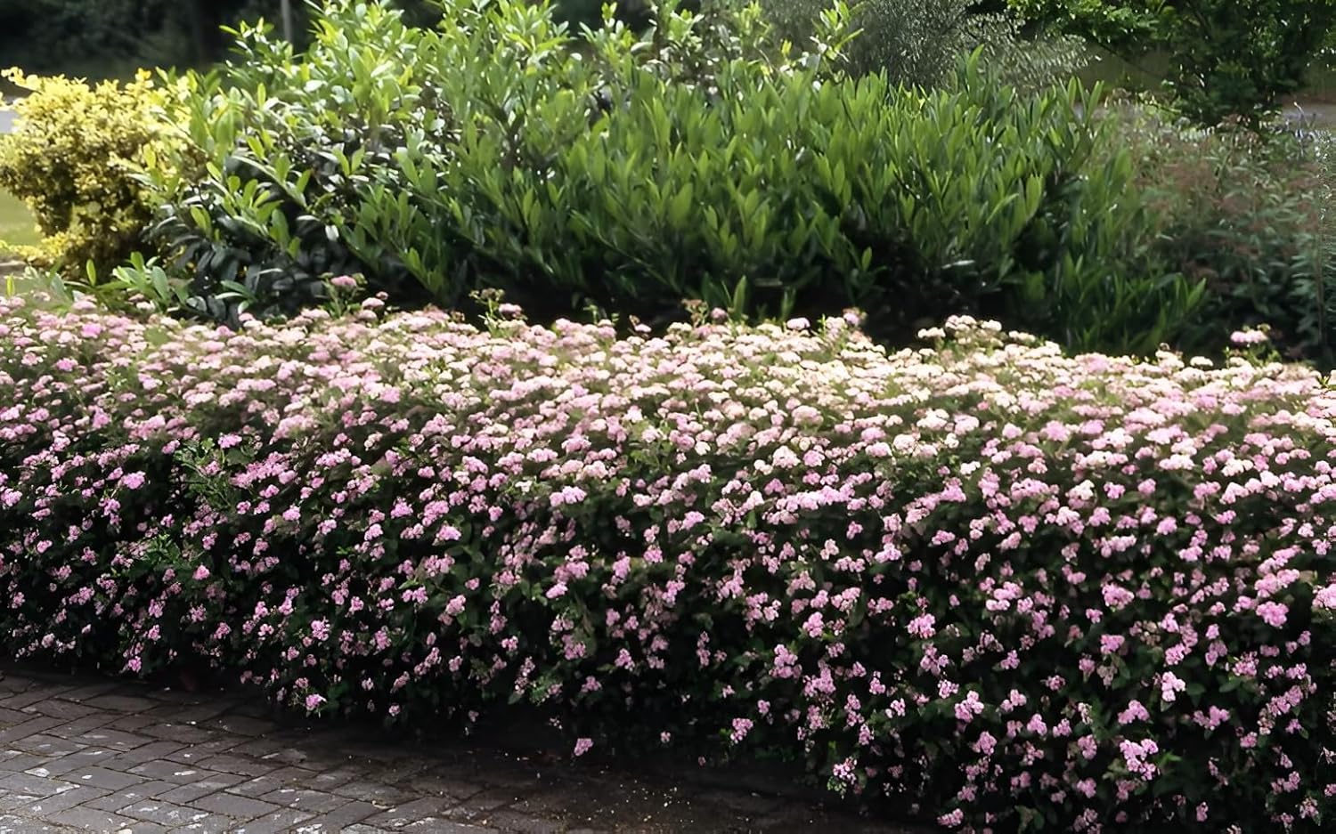 Spiraea japonica 'Little Princess‘ / Rosa Zwergspiere