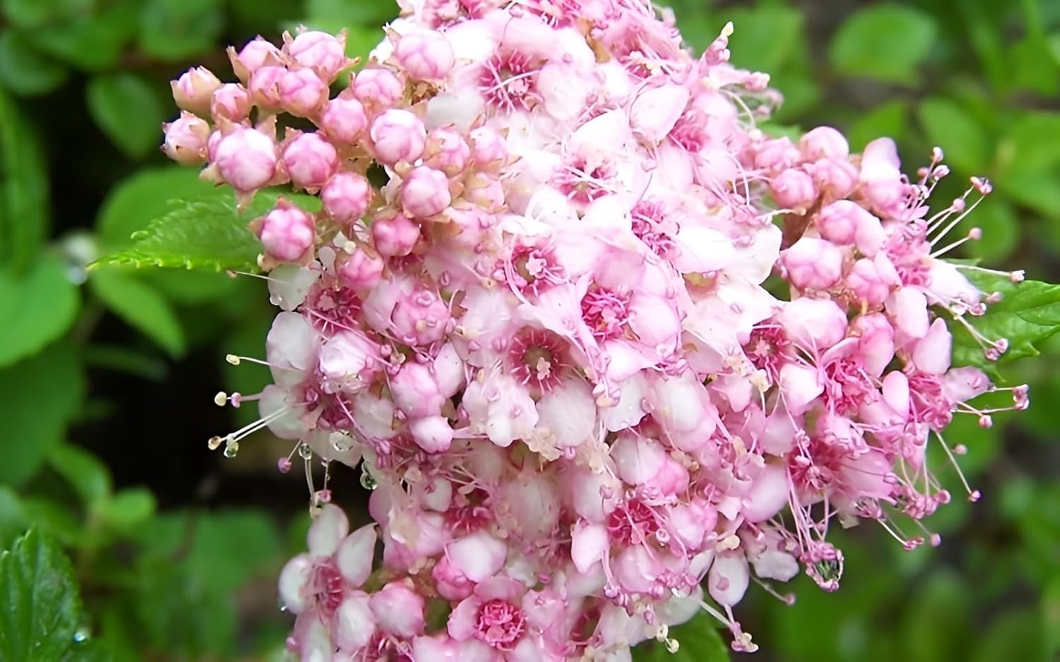Spiraea japonica 'Little Princess‘ / Rosa Zwergspiere