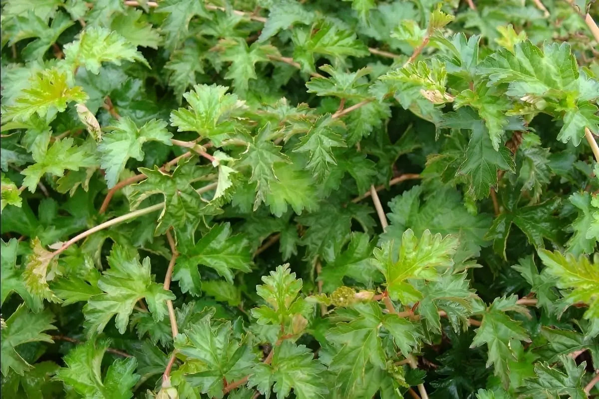 Stephenadra Stephanandra incisa 'Crispa' / Kranzspiere | Stauden Gaenge