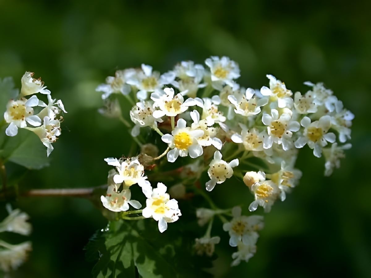 Stephanandra incisa 'Crispa' / Kranzspiere