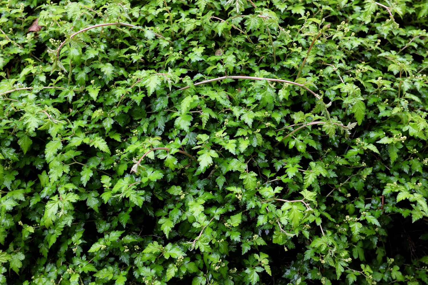 Stephanandra incisa 'Crispa' / Kranzspiere