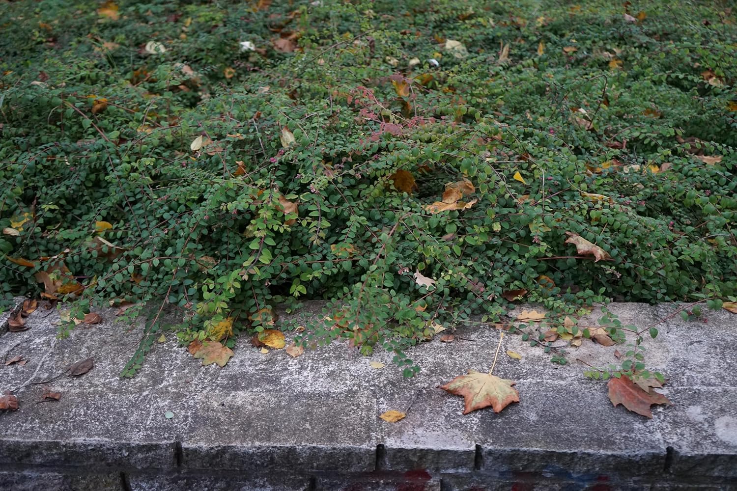 Symphoricarpos x chenaultii 'Hancock' / Niedrige Purpurbeere