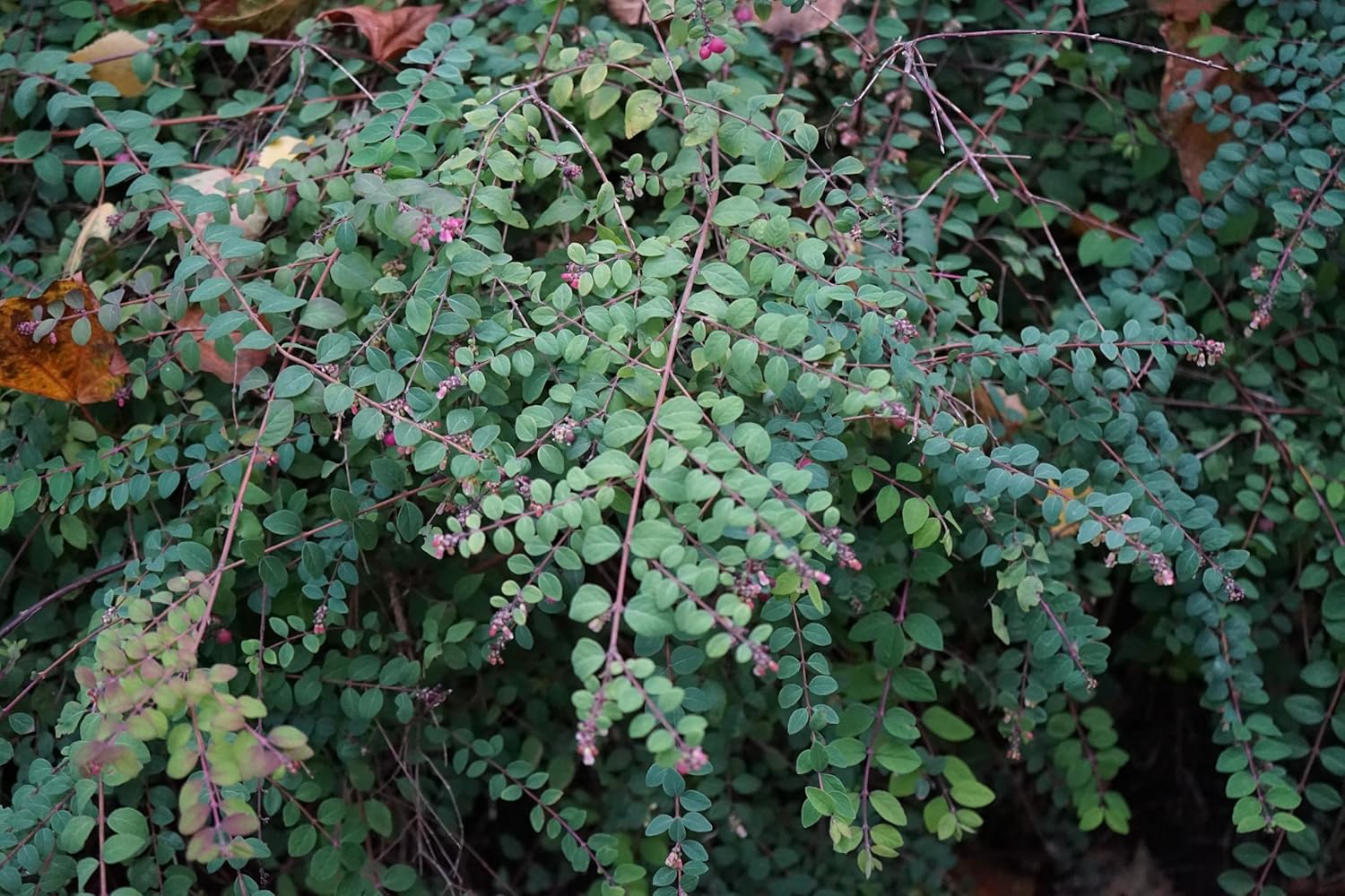 Symphoricarpos x chenaultii 'Hancock' / Niedrige Purpurbeere