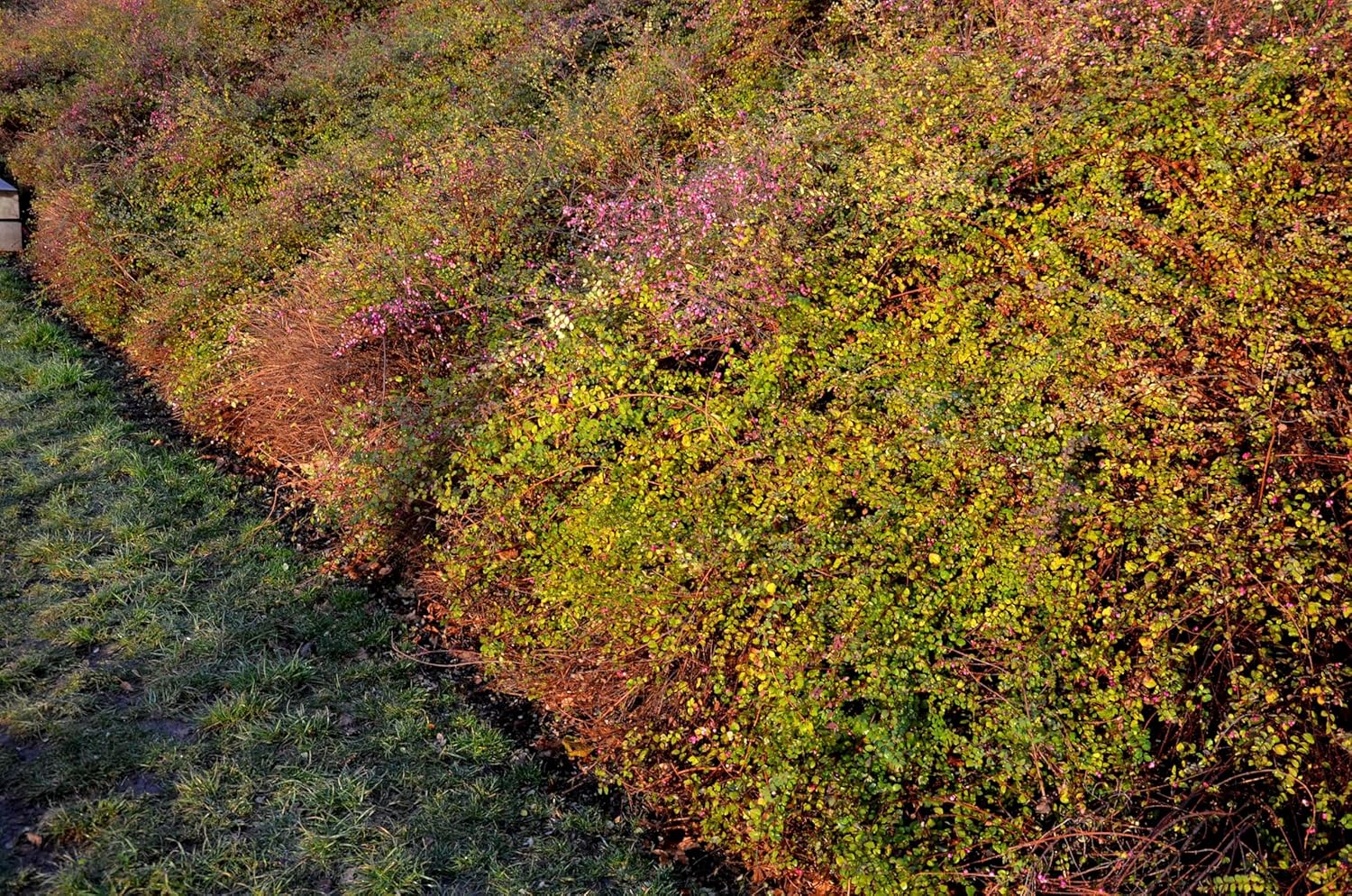 Symphoricarpos x chenaultii 'Hancock' / Niedrige Purpurbeere
